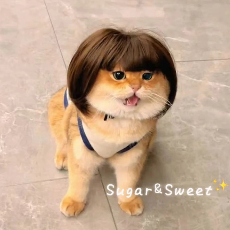 Comfortable Cats Wigs Small Breeds Wigs Photo Bob Cut For Family Party Gathering
